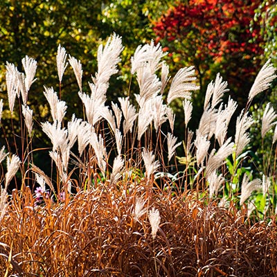 Miscanthus sinensis (roseau de Chine)